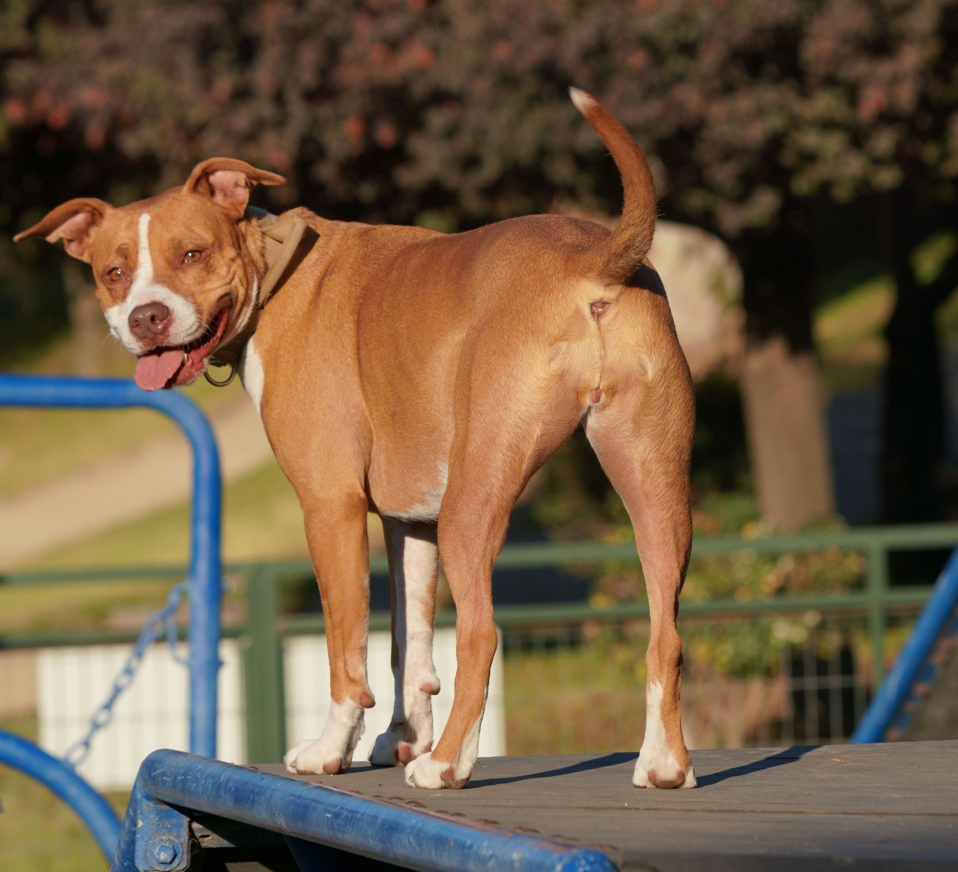 A happy pitbull dog standing outside on a sunny day, enjoying the outdoors in a park setting.